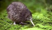 kiwis5914